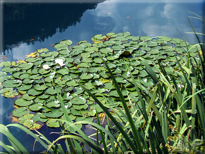 foto Lago di Levico